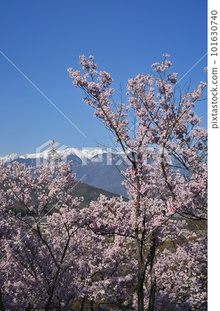 高人小彼岸櫻和中央阿爾卑斯山 高人小彼岸櫻和中央阿爾卑斯山 101630740