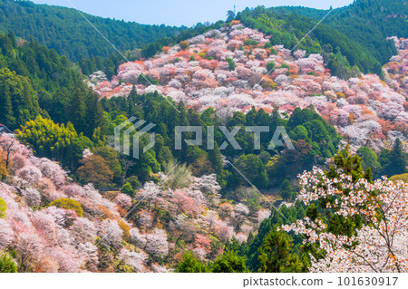奈良吉野山中線 奈良吉野山中線 101630917