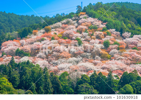 奈良吉野山中線 奈良吉野山中線 101630918