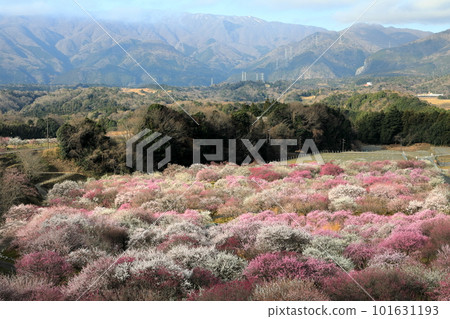 垂梅和鈴鹿山脈的景色 垂梅和鈴鹿山脈的景色 101631193