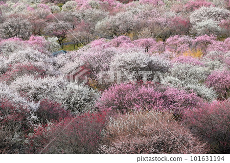 垂梅觀 垂梅觀 101631194