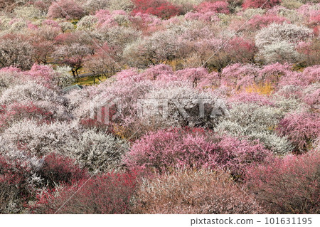 朝陽垂梅觀 朝陽垂梅觀 101631195