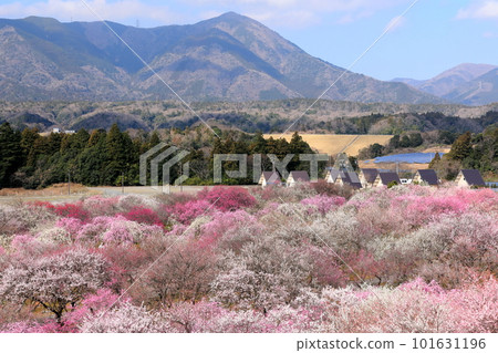 垂枝梅和藤原山的景色 垂枝梅和藤原山的景色 101631196