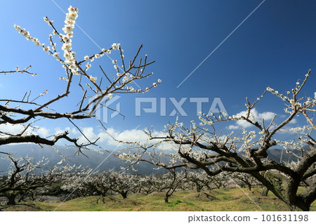 白梅花和藤原山 白梅花和藤原山 101631198