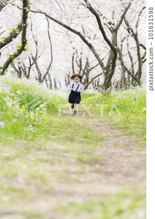 穿著幼兒園制服的低年級女生沿著櫻花樹奔跑 101631598