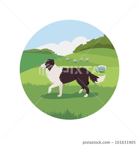 Sheepdog walking on the field with sheeps, flat vector illustration isolated on white background. Sheepdog walking on the field with sheeps, flat vector illustration isolated on white background. 101631905