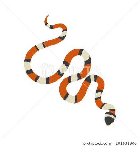 Coral snake with bright stripes flat vector illustration isolated on white. Coral snake with bright stripes flat vector illustration isolated on white. 101631906