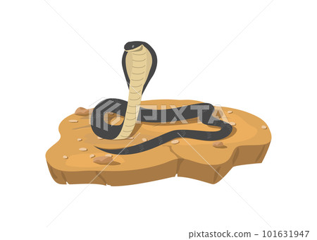 Attacking dangerous cobra snake on ground, flat vector illustration isolated. 101631947