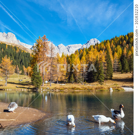 Geese flock on autumn alpine mountain pond not far from San Pellegrino Pass, Trentino, Dolomites Alps, Italy. Geese flock on autumn alpine mountain pond not far from San Pellegrino Pass, Trentino, Dolomites Alps, Italy. 101632210