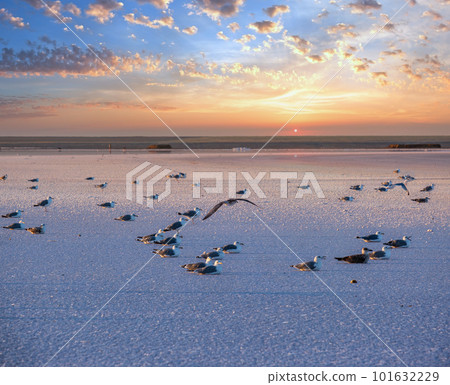 Seagulls on sunset Genichesk pink  salty lake, Ukraine 101632229