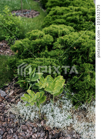 Landscape design garden Landscape design garden 101632375