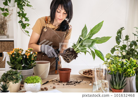 Woman home gardener transplanting white peace lily in flowerpot Woman home gardener transplanting white peace lily in flowerpot 101632468