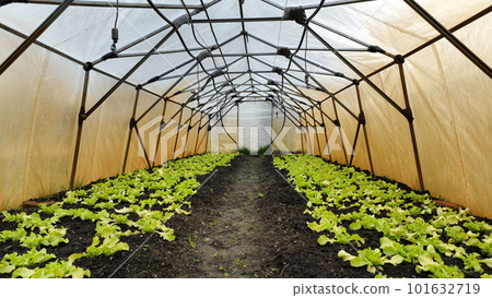 Seedlings lettuce vegetable oakleaf bio green Lactuca sativa young planting oak leaf green detail greenhouse foil field root crop farm farming garden salad growing organic close-up Europe 101632719