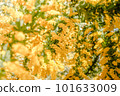 Mimosa 101633009