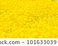 Rapeseed field 101633039