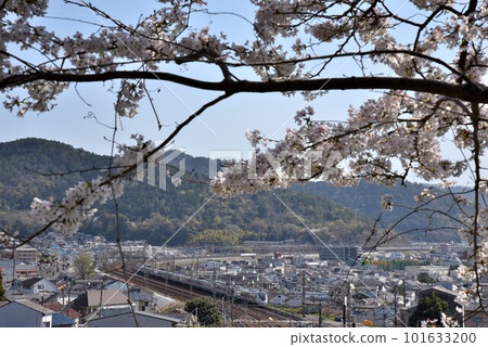 東海道本線上，櫻花盛開時節，特快雷鳥號沿著山科大學的彎道疾馳而過。 101633200