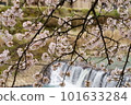 櫻花在河岸邊 101633284