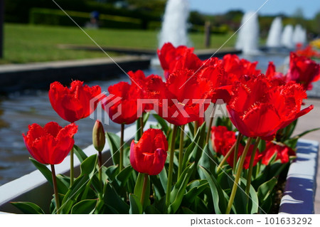 公園裡的紅色鬱金香（邊緣盛開） 101633292