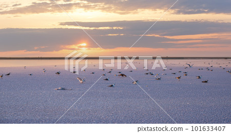 Seagulls on sunset Genichesk pink  salty lake, Ukraine 101633407