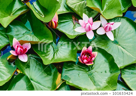 Delicate pink water lilies Nymphaea on large dark green leaves Delicate pink water lilies Nymphaea on large dark green leaves 101633424