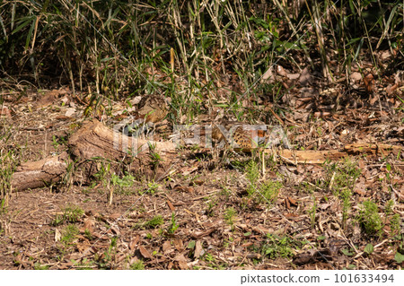 A pair of foxgloves looking for food 101633494