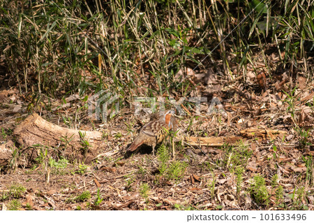 A pair of foxgloves looking for food 101633496