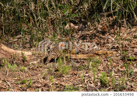 A pair of foxgloves looking for food 101633498
