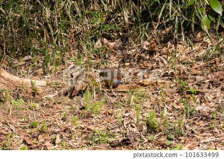 A pair of foxgloves looking for food 101633499