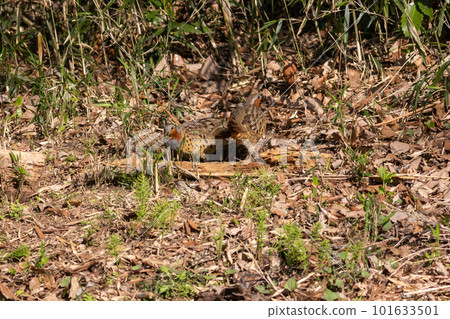 A pair of foxgloves looking for food 101633501