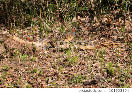 A pair of foxgloves looking for food 101633504