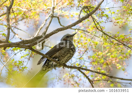 Fresh green of maple and brown-eared bulbul 101633951