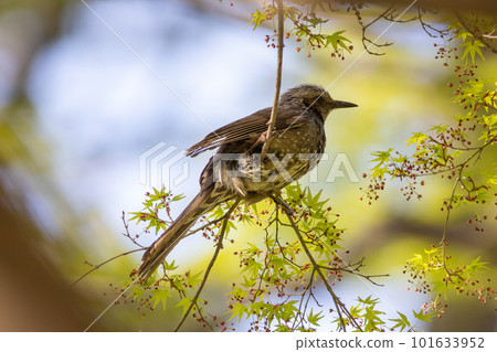 Fresh green of maple and brown-eared bulbul 101633952