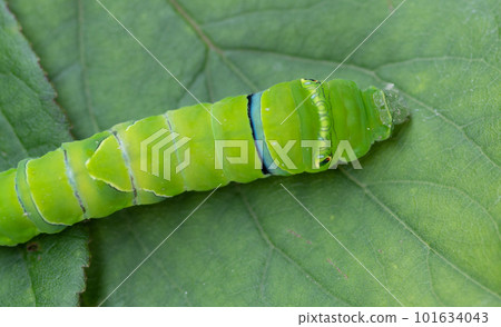 葉子上的蝴蝶幼蟲 葉子上的蝴蝶幼蟲 101634043