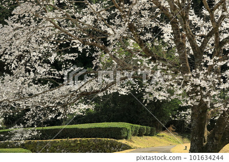 光碳黑櫻花的隧道 光碳黑櫻花的隧道 101634244