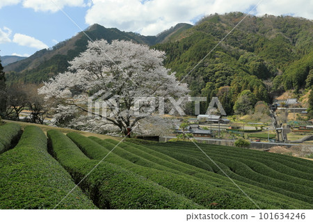 A single cherry blossom that shines in the tea plantation A single cherry blossom that shines in the tea plantation 101634246
