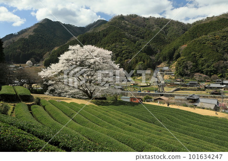 A tea plantation in the mountains and a single cherry blossom A tea plantation in the mountains and a single cherry blossom 101634247