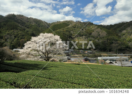 茶園裡的一棵光炭黑櫻花樹 茶園裡的一棵光炭黑櫻花樹 101634248