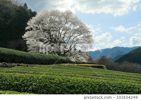 茶園山上的薄住櫻花 茶園山上的薄住櫻花 101634249