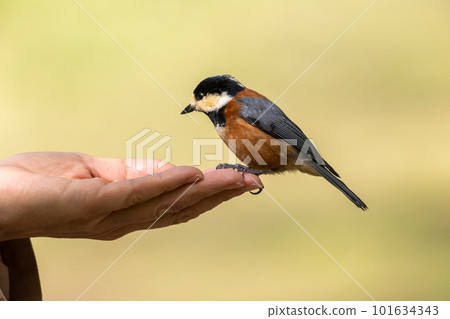 各種各樣的山雀棲息在一隻手上 101634343