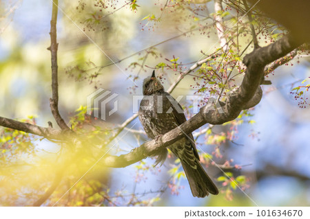 楓樹和棕耳鵯的鮮綠色 楓樹和棕耳鵯的鮮綠色 101634670