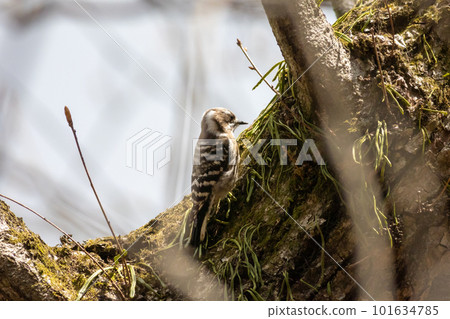 走在樹幹的侏儒啄木鳥 101634785