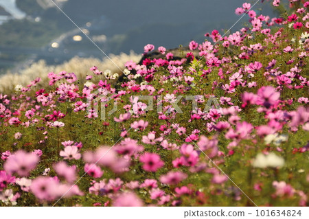 Cosmos Cosmos 101634824