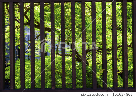 從格子門看到的綠樹 101634863