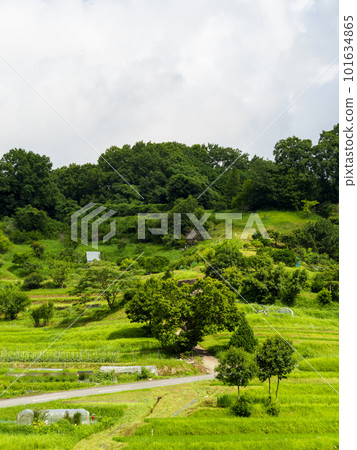 綠意盎然的明日香村梯田 101634865