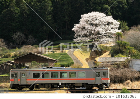 櫻花盛開的山間路線 101635065