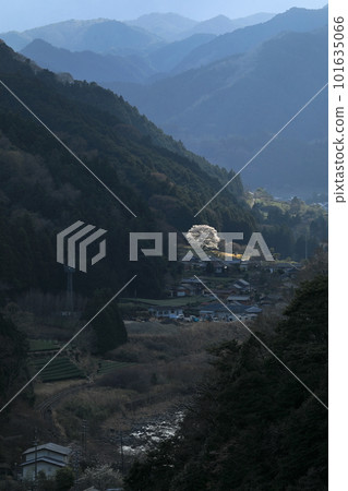 黃昏時分,一棵櫻花在山中綻放 黃昏時分,一棵櫻花在山中綻放 101635066