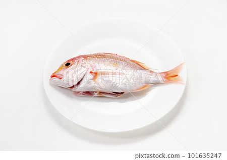 Renkodai on a plate Renkodai on a plate 101635247