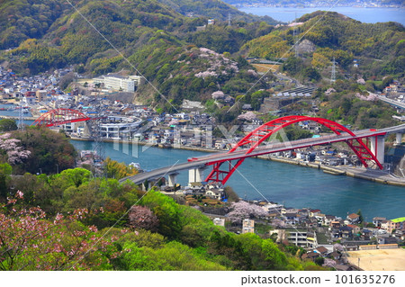 [Hiroshima Prefecture] Cherry blossoms in full bloom on Ondo Bridge and Daini Ondo Bridge 101635276