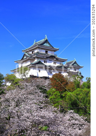 [Wakayama Prefecture] Wakayama Castle in sunny weather and cherry blossoms in full bloom 101635294