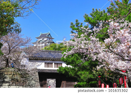 [Wakayama Prefecture] Wakayama Castle in sunny weather and cherry blossoms in full bloom (castle tower and Okaguchi gate) 101635302